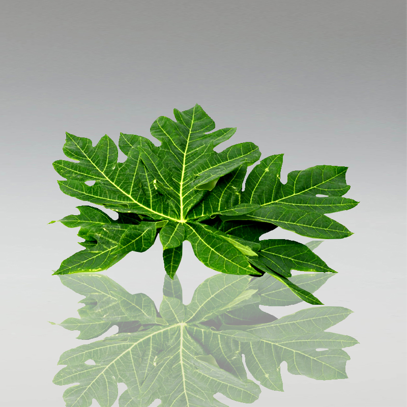 Papayablätter, 200g